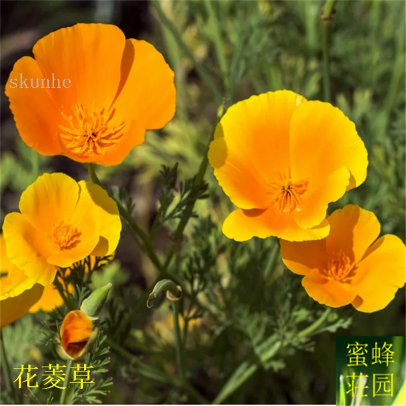 

Flower Chrysanthemum bonsai imports Jinye flower bonsais ginseng flower 100pcs(hua ling cao)