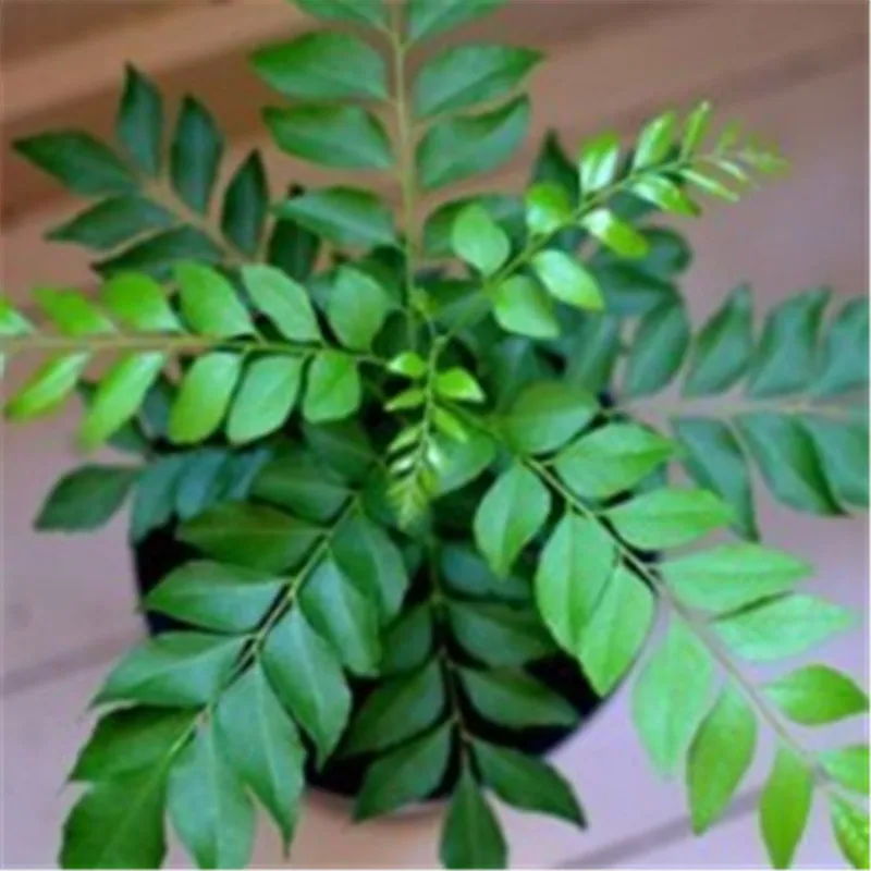 

100 pcs Bonsai plant Jiuxiangli Blossoms Flowers in Home Garden Indoor outdoor Bonsai DIY Home Gardening Very EasyTo Grow
