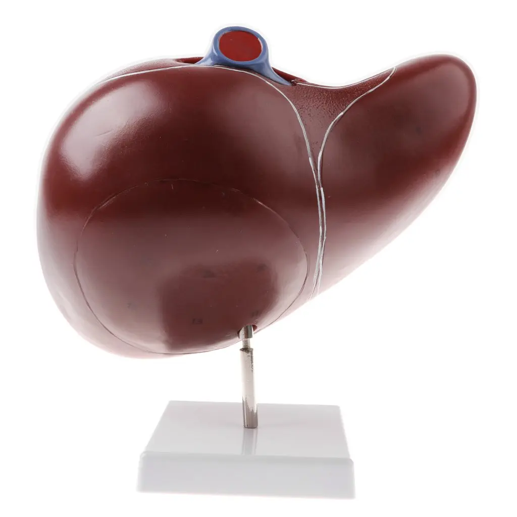  1.5x Magnification Human Liver Model Hepatic Anatomical Model for School Teaching Tool Learning Dis - 32973145799