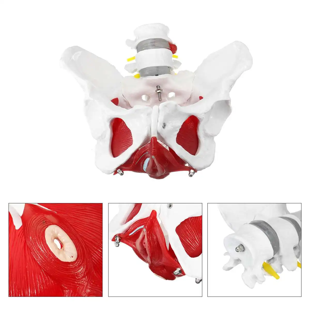 Медицинская анатомическая женская модель таза со съемными элементами в натуральную величину, школьная образовательная обучающая модель для обучения