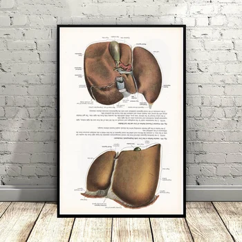 

Print of Gall bladder and Liver Steampunk Illustration Art Canvas Poster Wall Pictures for Living Room No Frame