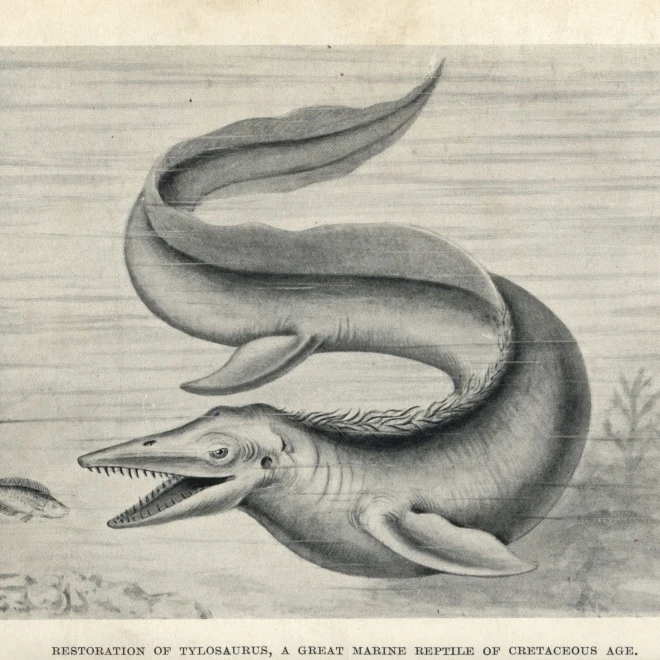 Печать плаката Tylosaurus Proriger от Florilegius Mary Evans (24X18) | Дом и сад