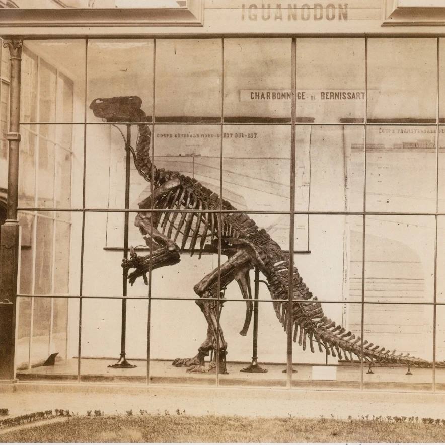 Iguanodon Скелет Mesozoic плакат с динозавром печать по науке источник (36x24)|Таблички и