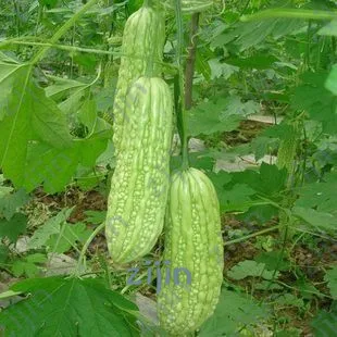 

20pcs/bag Balsam Pear Bonsai Bitter Gourd plants Melon Momordica Charantia Vegetable And Fruit Garden