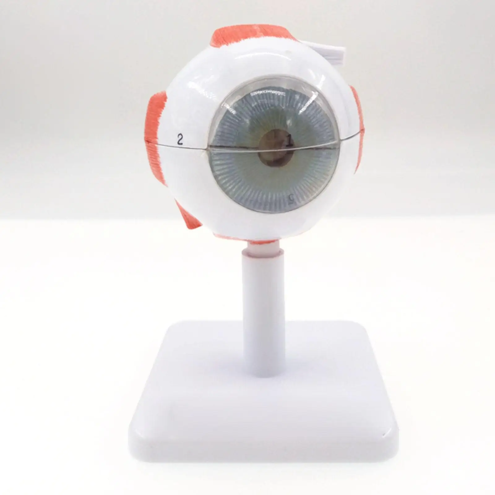 

3X Life Size Ocular Anatomy Eyeball Model Enlargement Pupil Vision Correction for Medical Education Teaching Resources