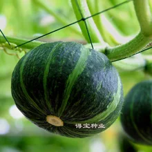 Sementes Daejeon Planted Vegetable Pumpkin bonsai Potted Plant Vegetables Easy To Taste Excellent 10pcs