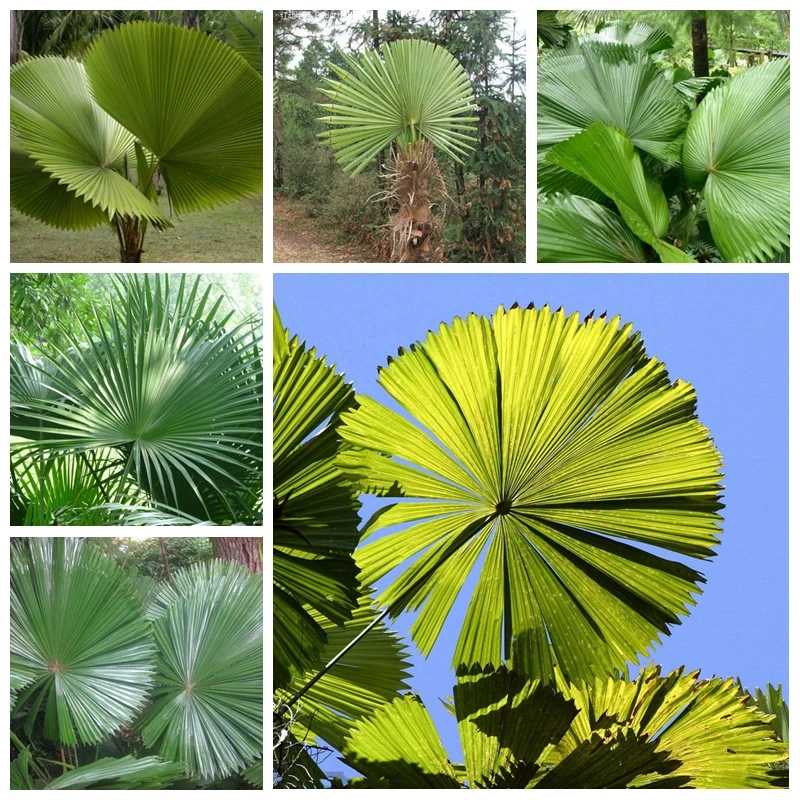 

10 pcs Exotic Palm Tropical Outdoor Evergreen Fan-shaped Bonsai Potted Tropical Ornamental Tree Plant for Home Garden(zong lv)