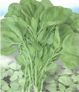 

White Hot rotundifolia amaranth bonsai vegetable bonsai 100pcs