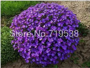 

Violet Queen Flower bonsai / 1 Lot 40 bonsai