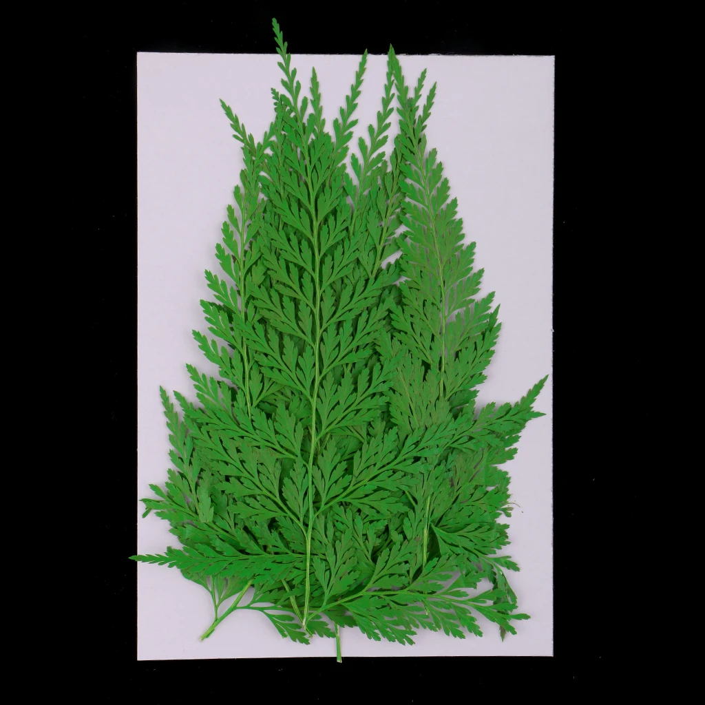 

12 Pieces Pressed Leaves Natural Dried Flowers Artificial Decorations For Scrapbooking Card Making DIY project