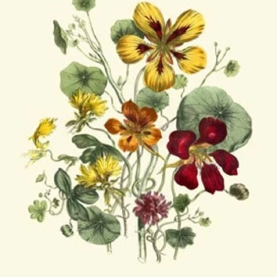 Summer Flowers I Poster Print (10 x 13) | Дом и сад