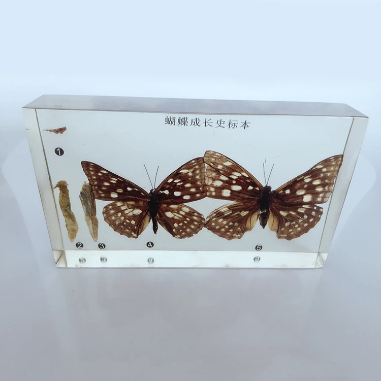 Silkworm Chrysalis Into Butterflies Development Process Specimen Model