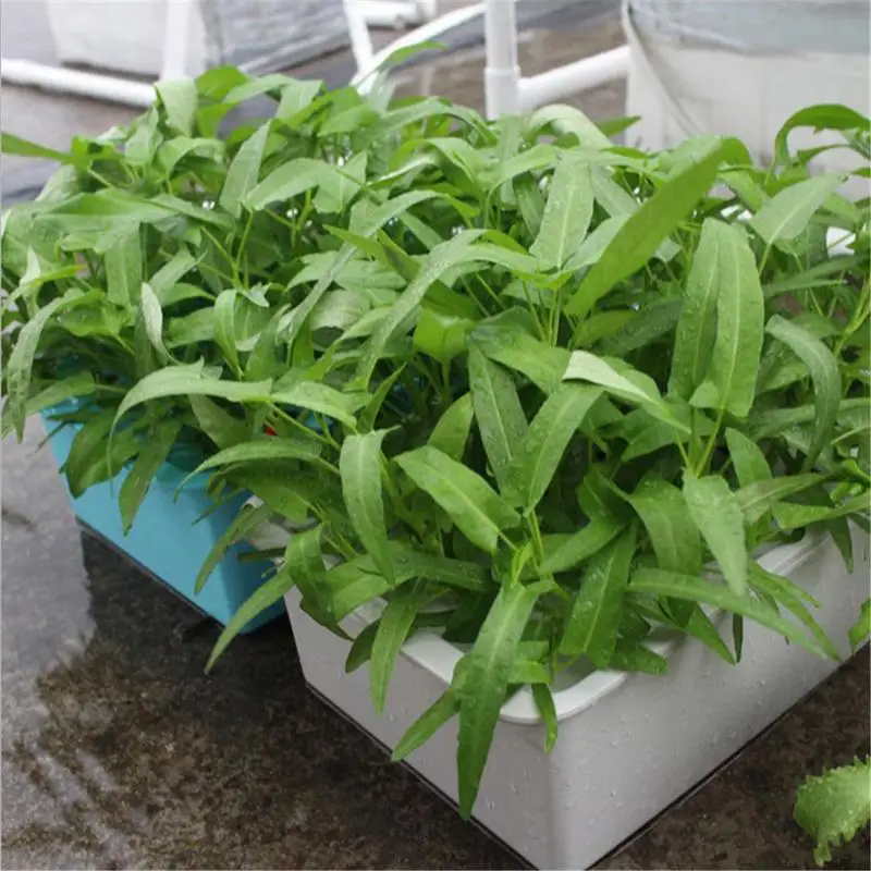 Indoor Garden Aerobic Soilless Cultivation Plant Site Hydroponic System Grow Kit Bubble Cabinet Box 24 Holes UK US Plug Indoor Garden Aerobic Soilless Cultivation Plant Site Hydroponic System Grow Kit Bubble Cabinet Box 24 Holes UK US Plug