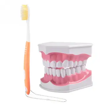 

Adult Dental Teeth Model and Toothbrush with Removable High-Grade Teeth Teaching Model