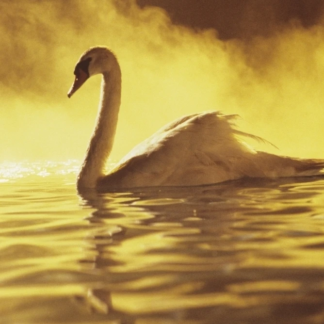 View of single white African Swan in water Poster Print (17 x 11) | Дом и сад