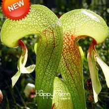 Горячая! Зеленый непент насекомоядные растения Садовый цветок бонсай, поедающий комаров сортов Флорес 50 частиц/мешок,# V5B40T