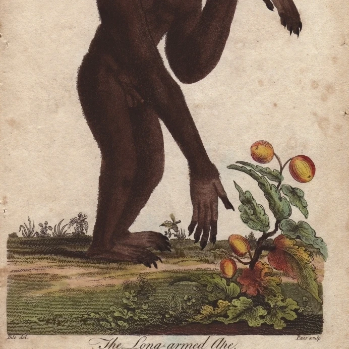 Long Armed Ape Hylobates Species Poster Print By Florilegius Mary Evans