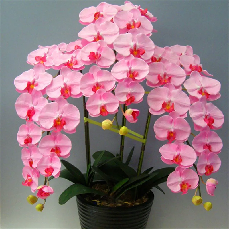 

Indoor Balcony Office Rare Orchid bonsais Phalaenopsis Orchid Bonsai Pot new arrival DIY home garden plants Flowers bonsai 5pcs