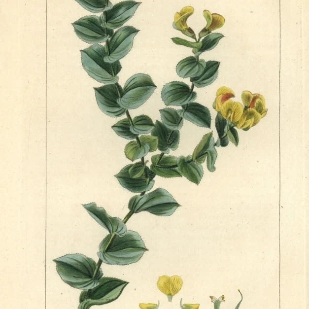 Печать плаката Aspalathus Crenata Native To South Africa от Florilegius Mary Evans (24X36) | Дом и сад