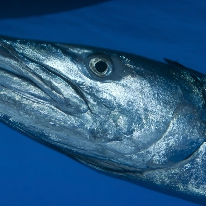 Вид на лицо большой barracuda Kimbe Bay Papua New Guinea плакат печать (34x23) | Дом и сад
