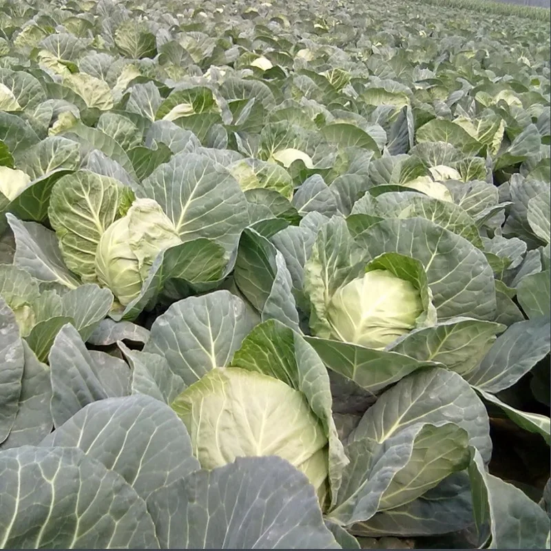 

Hot Dreams Cabbage bonsais Vegetable bonsai 10pcs