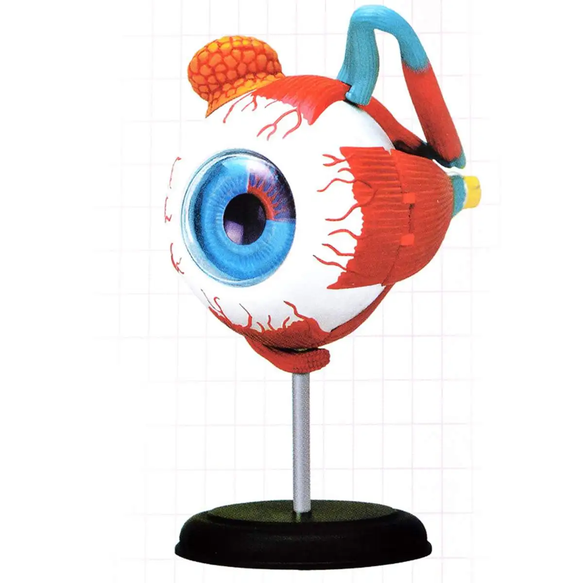 

4D Anatomical Human Eyes Model Anatomy Medical Science Eye Ball Model School Educational Human Eyes Teaching Accessory Part New