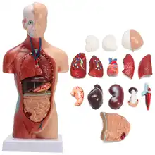Тела туловища человека модель анатомия, анатомический медицинский внутренние органы для обучения Съемная развивающие медицинская наука новые модели