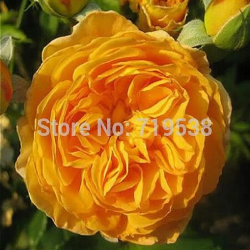 Гламурная желтая Роза 100 цветок бонсай