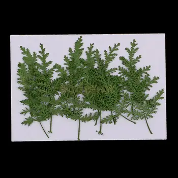 

12 PCS Natural Pressed Real Dried Flower Wormwood Leaf for Soap Candle Making Decoration Resin Casting DIY Ornament scrapbooking