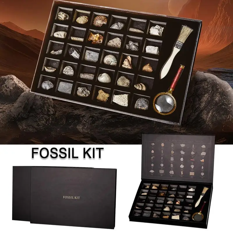 

AUGKUN 32 Pieces Fossil Set Includes 30 Pieces Natural paleontological fossil Specimen Collection Magnifier and Banister Brush