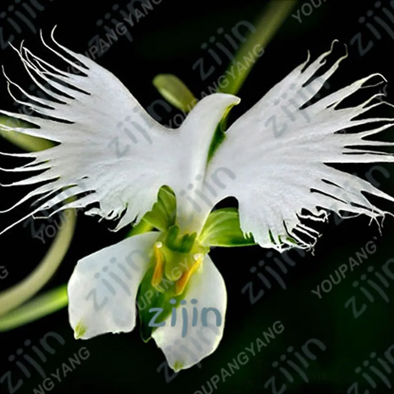 

100pcs Japanese Radiata plant White Egret Orchid Bonsai flores World's Rare Orchid Species Flowers For Garden Home