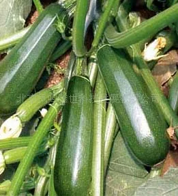 

Beijing gourd squash bonsai 5pcs nutrition vegetable bonsai