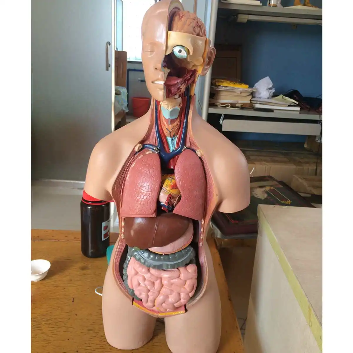 

55cm Human Torso Body Model Anatomy Assembly Anatomical Medical Internal Organs Models For School Teaching Education Resources