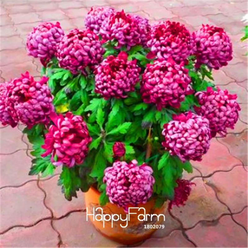 

Best-Selling!100 PCS A pack chrysanthemum Plantas, Rare Flower floresling garden potted plants, softcover bonsai balcony room,#W