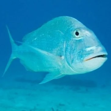 Jolthead Porgy fish Bonaire Нидерландские Антильские острова плакат печать Пита Оксфорд