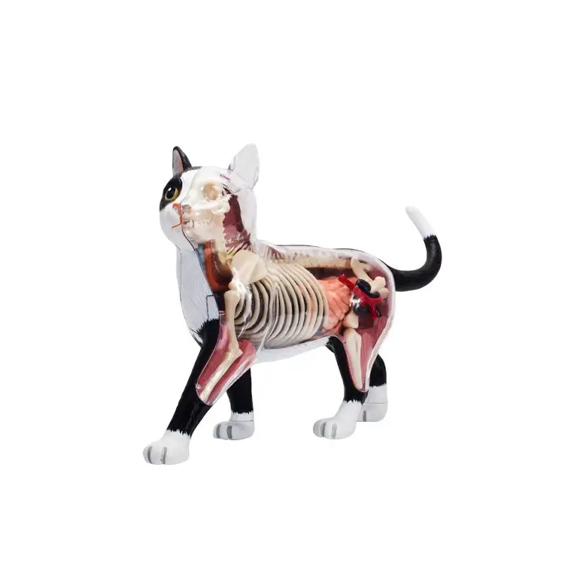  Black and white cat 4d puzzle Assembling toy Animal Biology organ anatomical model medical teaching - 33003202876
