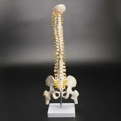 45 см человеческий позвоночник с Тазовая модель анатомическая Анатомия человека позвоночника спецодежда медицинская модель спинальной
