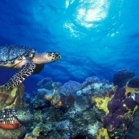 Черепаха хоксбилла (Eretmochelys Imbricata) и французский Ангел (Pomacanthus) | Дом сад