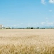 Пшеничное поле с зерновой Лифт рядом D8 плато де Valensole Альпы-де-Haute-Прованс