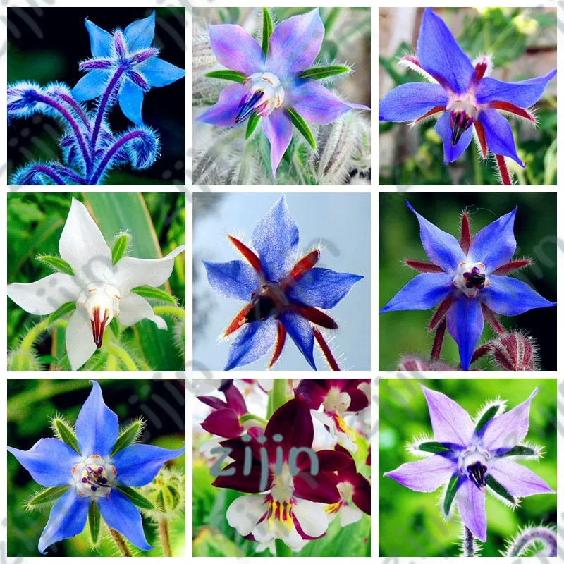 

Bonsai 200Pcs / Bag Exotic Borage Flower Plant Borago Officinalis Outdoor Flore Garden Mix Colors So Beautiful & Bright
