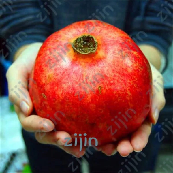 

50pcs Bonsai Pomegranate Punica granatum very sweet Delicious fruit outdoor berry Tree for home garden plants