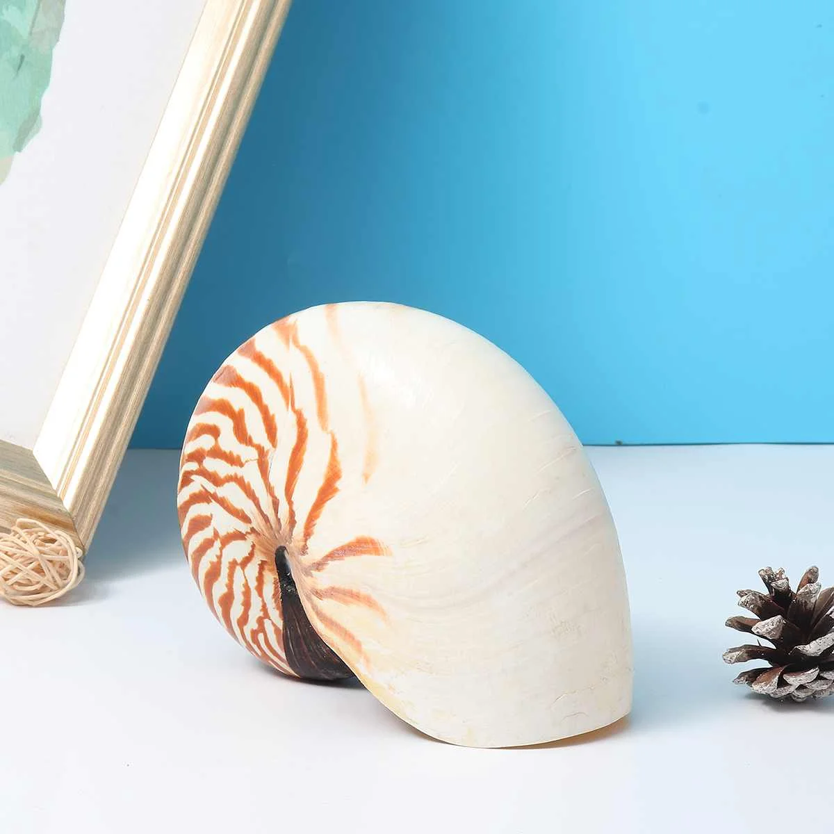 

11-13cm Four big famous screw Natural Conch Shell Home Desk Fish Tank Accessories Aquarium Decoration Home Decor