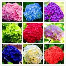 Большая распродажа! 25 шт. Гортензия бонсай многолетний цветок Флорес Красивая Свадебная вечеринка цветочное растение для дома и сада