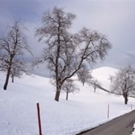 Switzerland Canton of Zug Linden trees on a snow covered landscape Poster Print (24 x 12) | Дом и сад