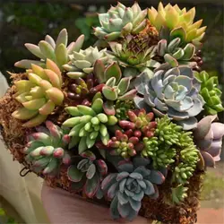 Из Металла висячее растение Basket Heart Форма цветочный горшок для суккулентных растений бонсай для домашнего декора 1x