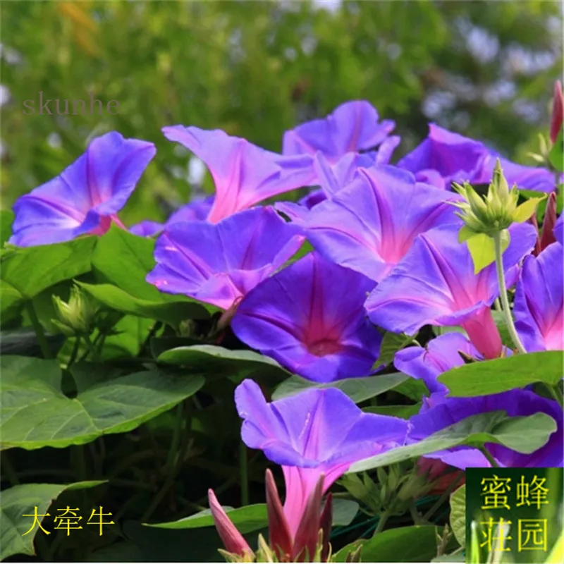 

Morning glory bonsais large flower morning glory horns flower bonsai flower plants 100pcs(da qian niu)