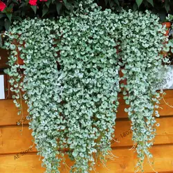 100 Dichondra повторяет садовое растение дикхондра ручки-отличная заземляющая крышка Висячие декоративные садовые бонсай