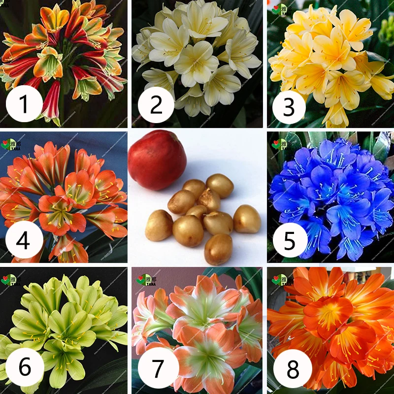 

1 Pcs clivia potted plants beautiful flower DIY home bonsai garden flower potted flower