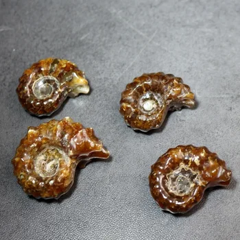

Natural Fossil Specimen Ancient Original Stone Horn screw fossil conch crystal specimen collection