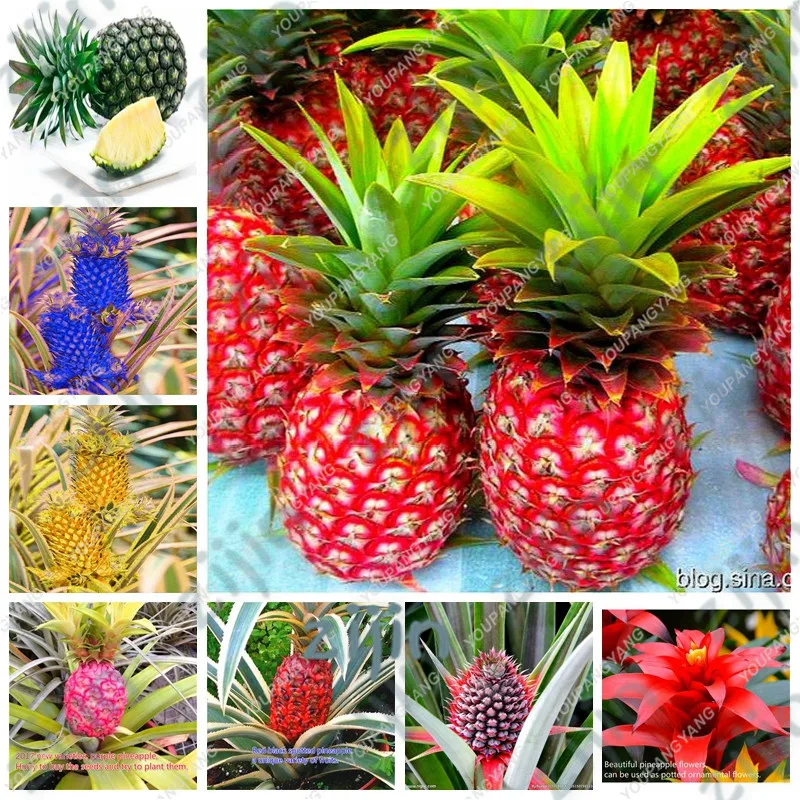 

Hot Sale 100Pcs/pack Fruits and vegetables bonsai pineapple fruit corn garden yellow,taste sweet